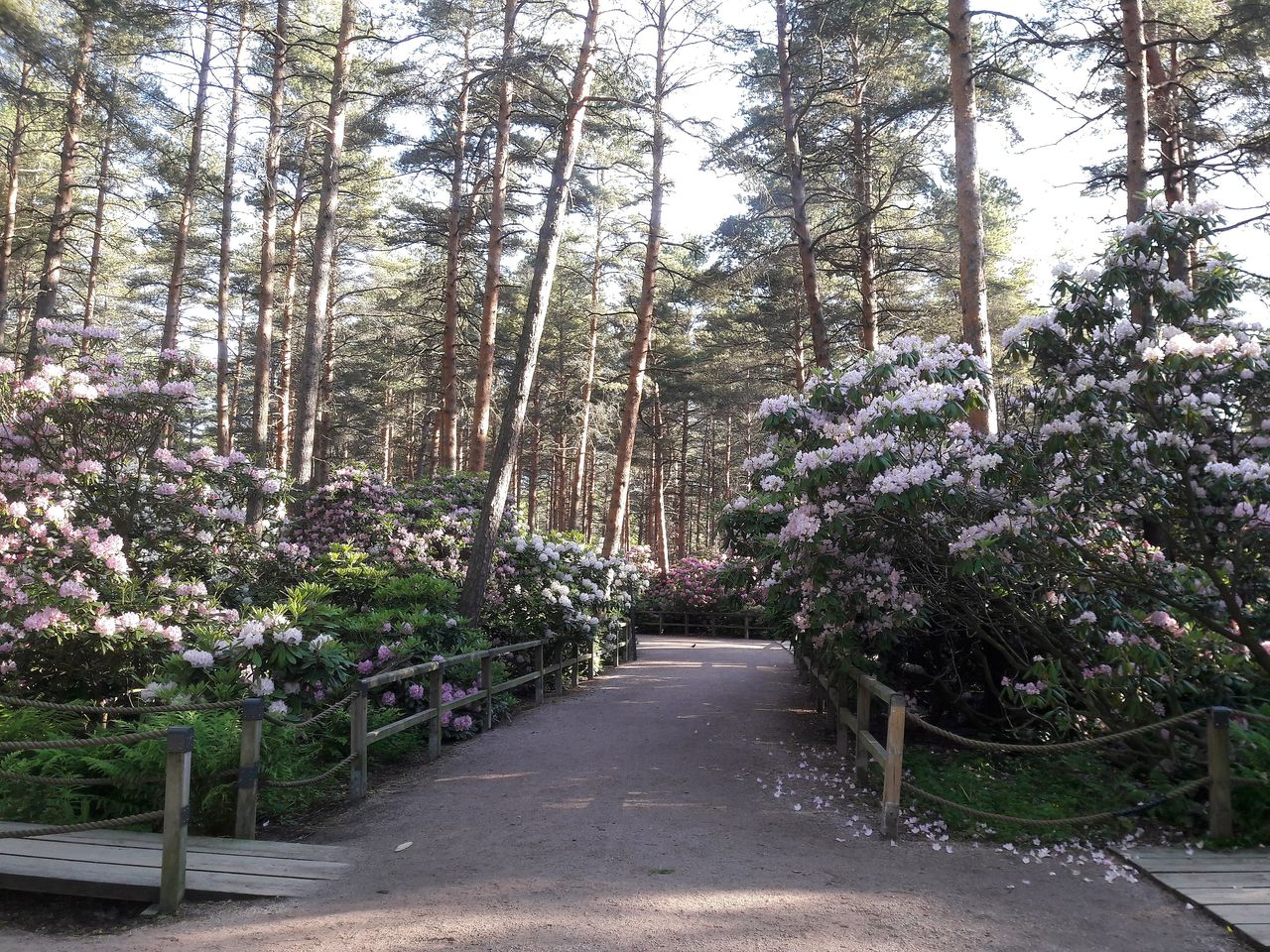 Your audio guide of Helsinki: Haaga Rhododendron Park | SmartGuide