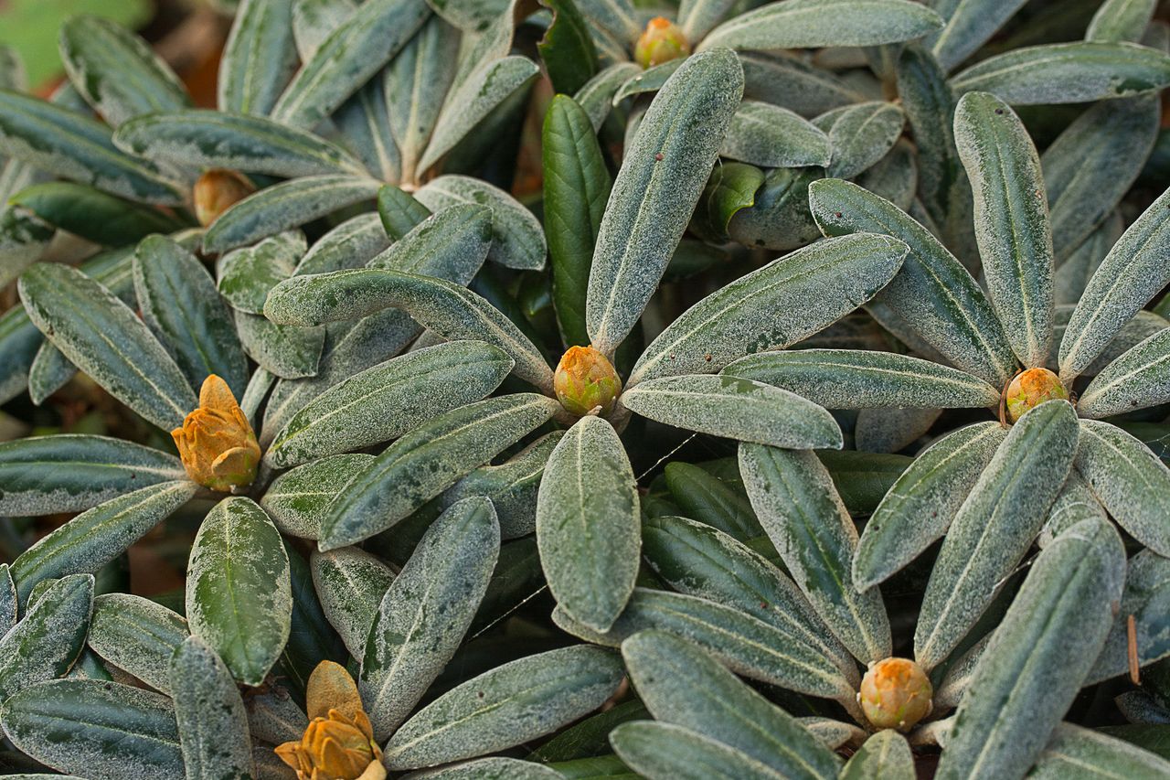 Your audio guide of Dendrological Garden: Rhododendron Yakushimanum hybrids  | SmartGuide