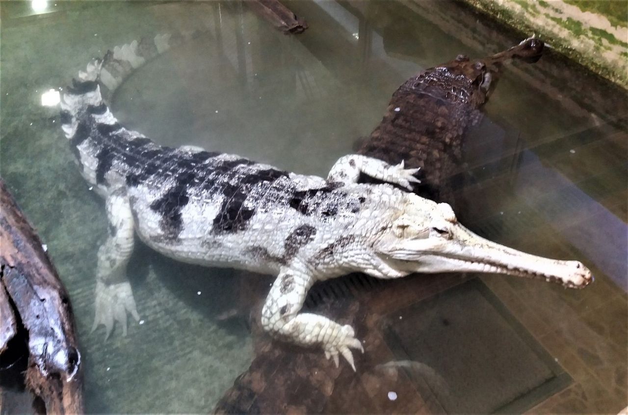 Your audio guide of Crocodile Zoo Protivín: White Gavial Gallery