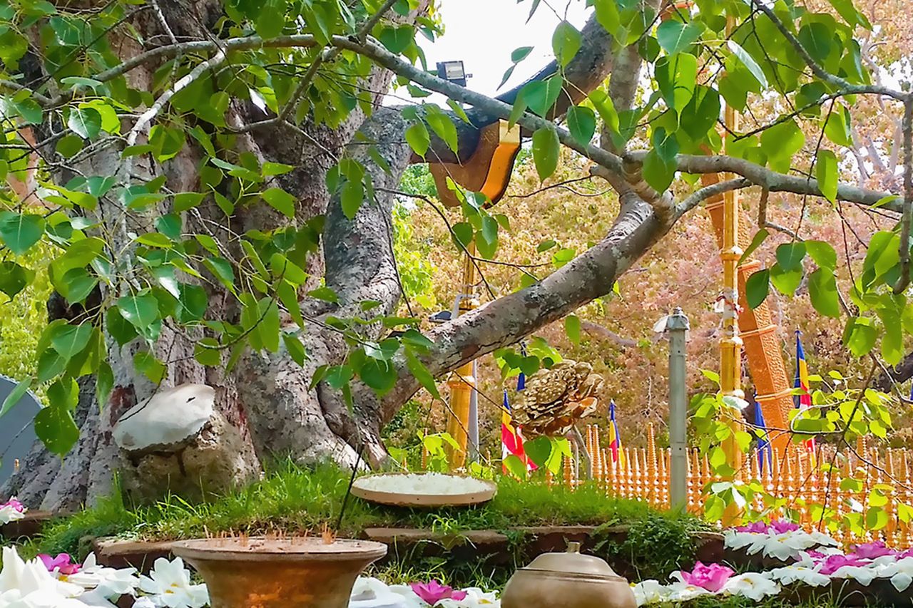 Your audio guide of Anuradhapura: Jaya Sri Maha Bodhi Tree | SmartGuide