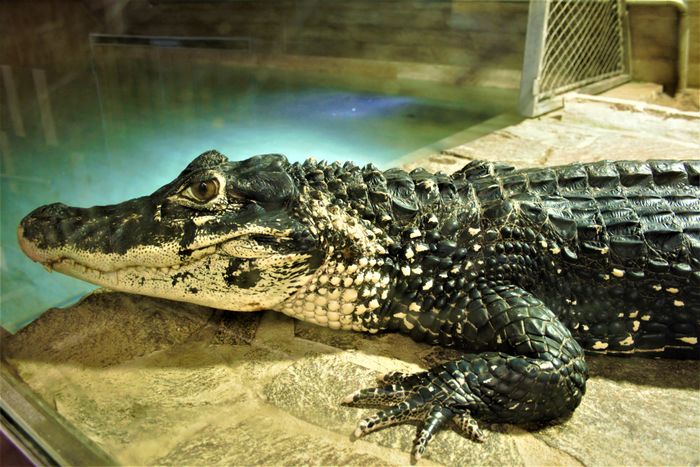 Digital audio guide for Crocodile-Zoo-Protivin | SmartGuide